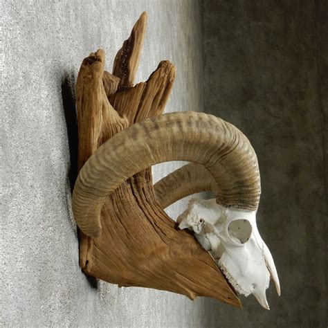 Mouflon Ram Skull And Horns Goat Skull Big Horn Sheep Goat Horns