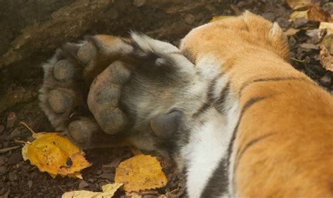Sumatran Tiger Webbed Feet Clip Art Library
