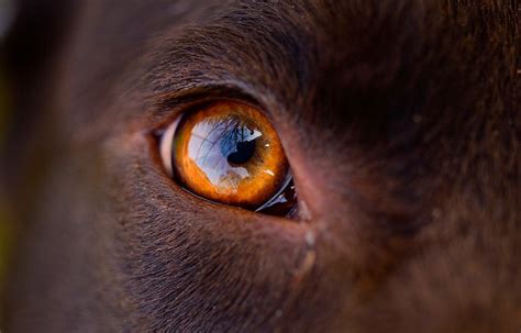Tumor En El Ojo De Un Perro Consejos Ojos