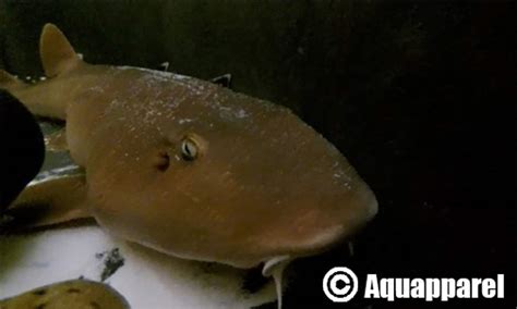 7 Facts About The Grey Banded Bamboo Shark Aquapparel