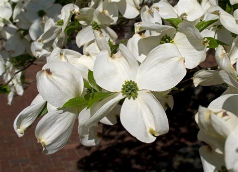 Growing Flowering Dogwood Trees University Of Maryland Extension