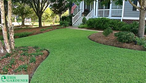 St Augustine Grass Vs Zoysia Grass Key Differences And The Winner
