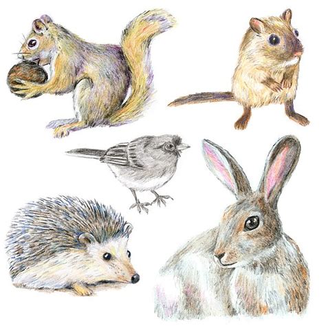 Wildlife Drawing Of Forest Animals Animal Drawings Forest Animals