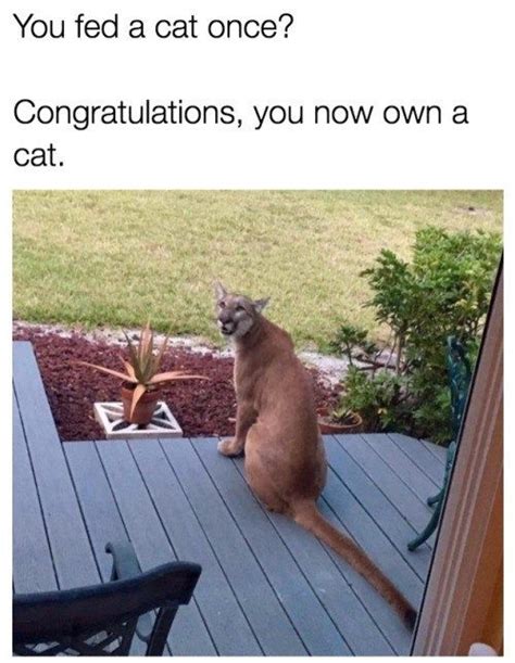 Congrats Funny Animals Funny Animal Pictures Cats