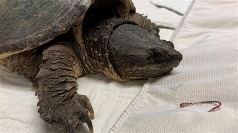 Snapping Turtle Released Back Into Wild After Being Treated For Hook Stuck In Mouth