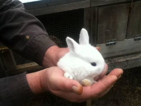 > all activity partners artists childcare general groups local news and views lost & found missed bunny needs new home asap. Baby Rabbits Available @ Pet Rabbit Ridge ! for Sale in ...
