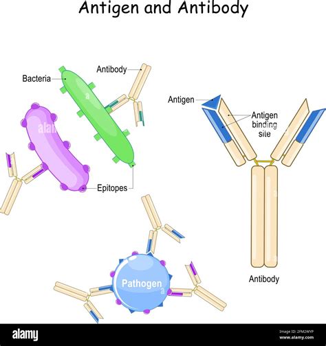 Antibody And Antigen Humoral Immunity And Antigen Antibody Complex