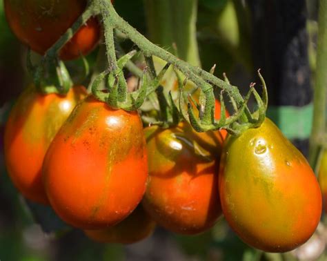 All About The Jersey Devil Tomato Minneopa Orchards