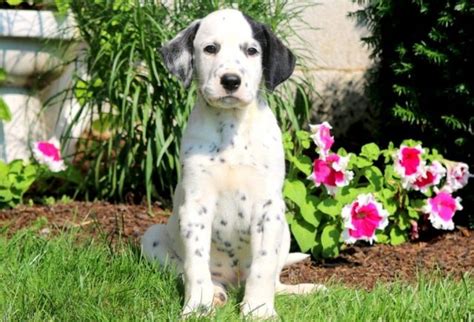 Philadelphia, pa, usa, dalmatian puppies. Dalmatian Puppies For Sale | Puppy Adoption | Keystone Puppies