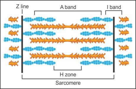 Innervated (not enervated) by autonomic neurons. explain the structure of the myofibril - Biology ...
