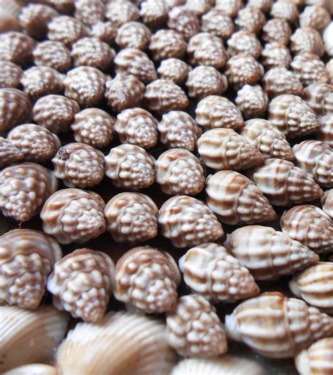 Sea Shells Nature Free Photo On Pixabay Pixabay