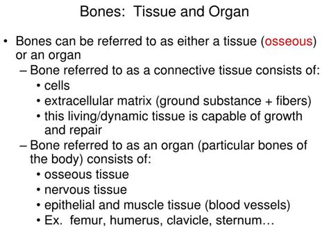 Ppt Bones Tissue And Organ Powerpoint Presentation Free Download