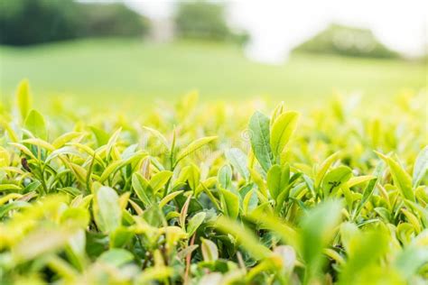 Green Tea Leaves Stock Photo Image Of Asia Nature 103601012