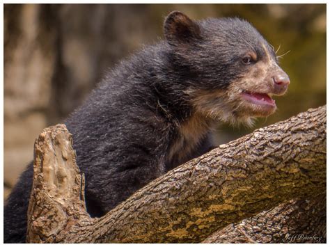 Andean Spectacled Bear Cub Washington National Zoo Flickr