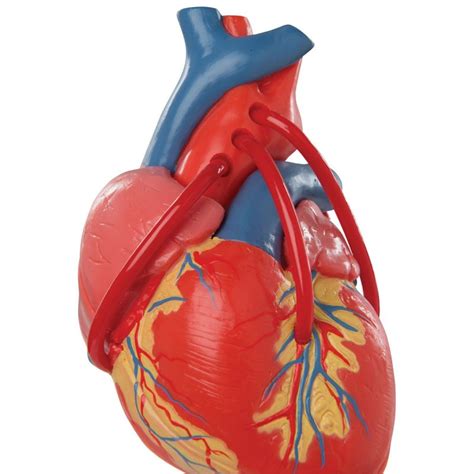 Model Lidského Srdce S Bypassem 2 části Cor Modely Lidského Srdce