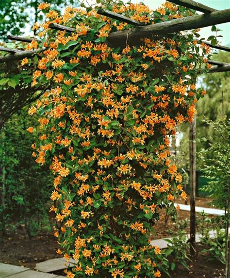 20+ favorite flowering vines and climbing plants. Enredadera Madre Selva Anaranjada - Flores, Plantas Vivas ...