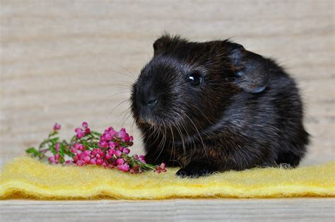 Guinea Pigsmooth Hairyoung Animalgold Agoutisweet Free Image From
