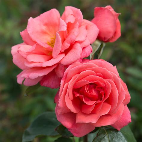 Leaping Salmon Climbing Roses Rooting Roses Container Roses