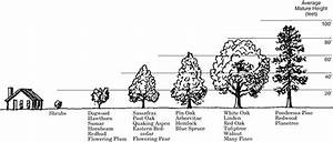 Estimating Standing Tree Volume Timber Works