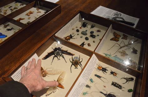 Victorian Natural History Museums And The Display Of Knowledge