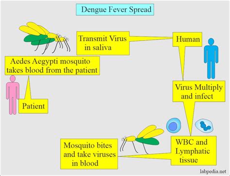 Dengue Fever Dengue Hemorrhagic Fever