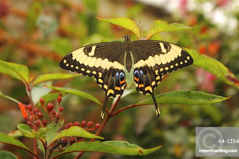 Swallowtail Butterfly Papilionidae Stock Photo