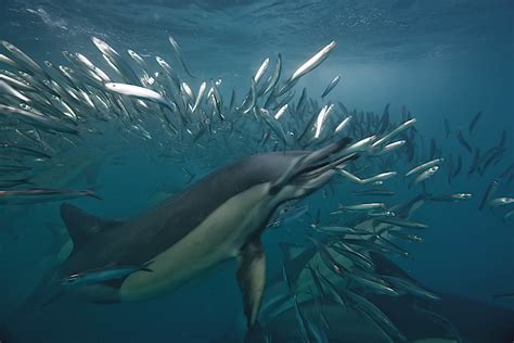 Common Dolphin Eating A Sardine During Annual Migration Flickr