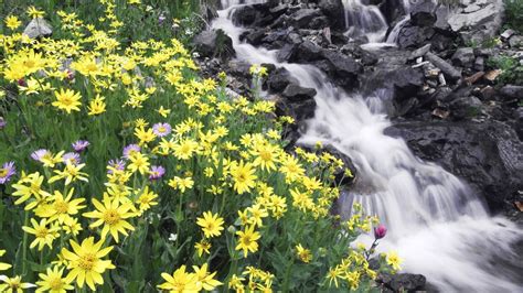 Flowers Mountain River Stones Wallpapers Hd Desktop And Mobile