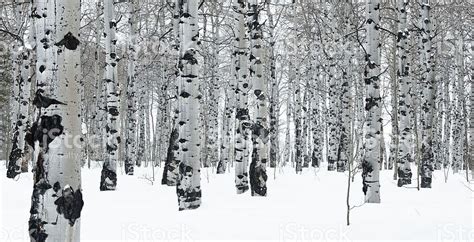 Winter Day In An Aspen Grove Royalty Free Stock Photo Winter Trees