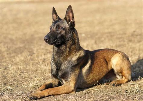 Discovering The Wonders Of Belgian Shepherd Dogs Fun Facts And Trivia
