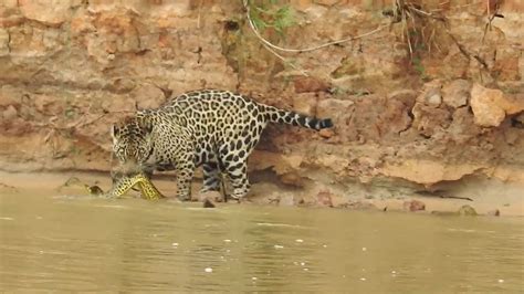 Jaguar Hunts Anaconda World Wild Web