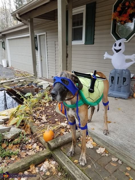 Ninja Turtle Dogs Halloween Costume Coolest Halloween