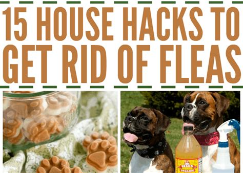 How To Kill Fleas In The Yard The Housing Forum