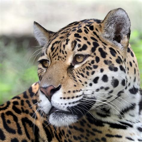 Rainforest Animals Facts Jaguar – Idalias Salon