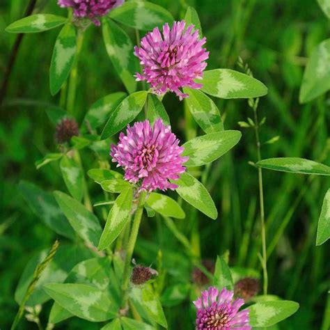 Red Clover Seeds Trifolium Pratense Clover