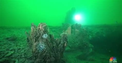 The Unveiling Of An Ancient Underwater Forest Off Alabama Coast Nbc News