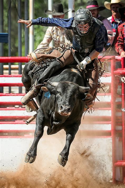 Bull Rider Smithsonian Photo Contest Smithsonian Magazine