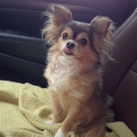Chihuahua Terrier Mix Long Hair Pets Lovers