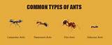 Pictures of Moisture Ants Vs Carpenter Ants