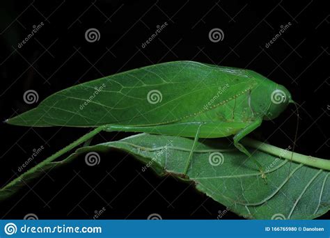 Big Green Angle Wing Katydid Grasshopper Stock Photo Image Of Plant
