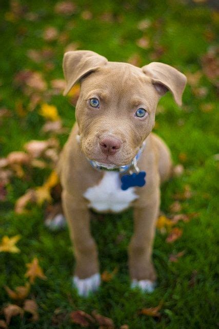 338 likes · 13 talking about this. Pitbull Welpen Nrw - Tierische Tapete