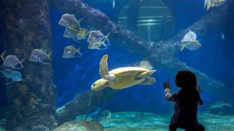 25 Best Things To Do In Virginia Beach Va The Crazy Tourist