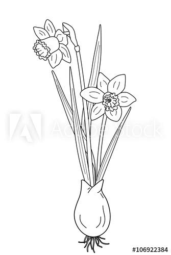 Maybe you would like to learn more about one of these? Narzisse mit Zwiebel (Malvorlage) Stock-Illustration ...