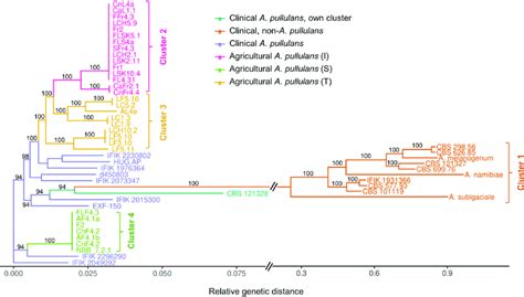 Snp Based Phylogeny Of 46 Aureobasidium Strains From Agricultural And