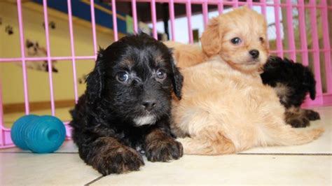We are licensed breeders by the state of georgia. Cuddly Cavapoo Puppies For Sale, Georgia Local Breeders ...