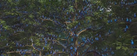 Image Blue Spix Macaws Rio Wiki Fandom Powered By Wikia