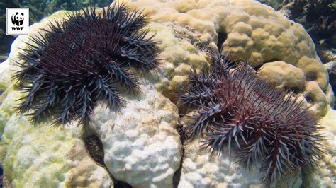 Surviving Corals Eaten By Crown Of Thorns Starfish Wwf Australia
