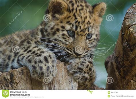 An Amur Leopard Cub Stock Image Image Of Amur Orientalis 84435043