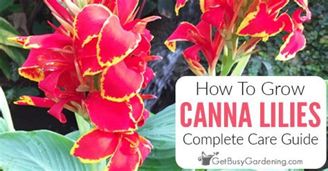 Canna Lily Plant Care And Complete Growing Guide