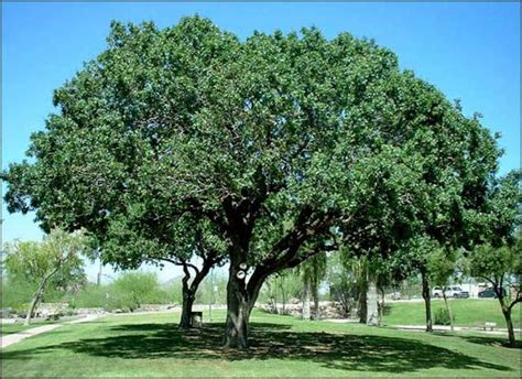 Make sure the trees you select are hardy in your area, suited to the growing conditions and will fit the available space once mature. Chinese Pistache Tree for Sale | Evergreen Trees - Moon ...